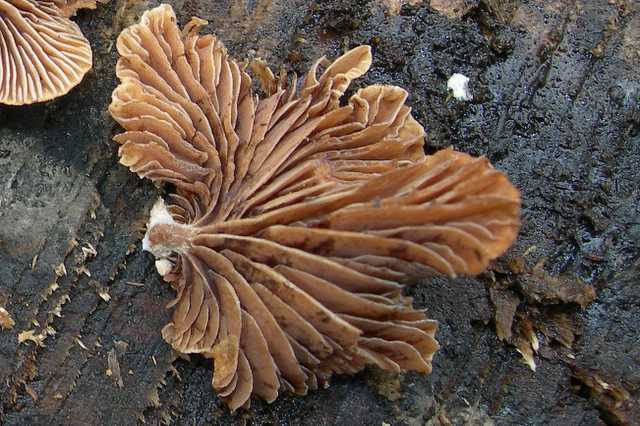 Melanotus horizontalis   (Bull.)    P.D. Orton